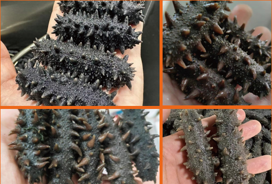 【優質展商】雙浩源水產有限公司 —— 質量贏得市場,誠信鑄就品牌(圖7) d3da9d9682a749208ff9868be8642b36.png