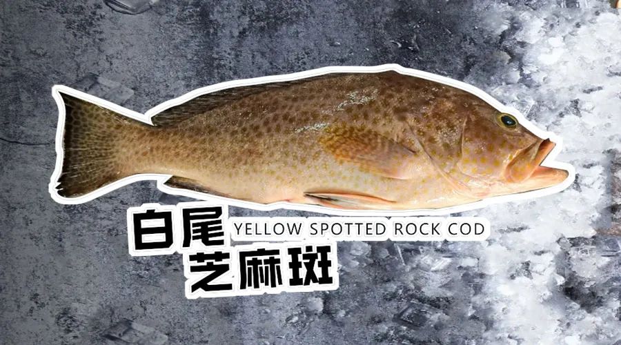 【優質展商】煙臺有個海進出口有限公司——讓野生鮮味直達舌尖！(圖2)