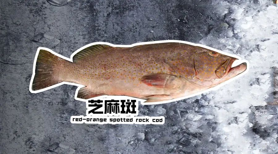 【優質展商】煙臺有個海進出口有限公司——讓野生鮮味直達舌尖！(圖1)