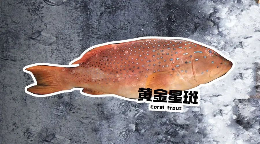 【優質展商】煙臺有個海進出口有限公司——讓野生鮮味直達舌尖！(圖4)
