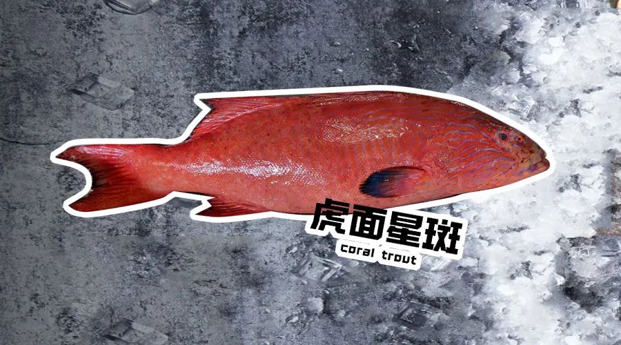 【優質展商】煙臺有個海進出口有限公司——讓野生鮮味直達舌尖！(圖5)