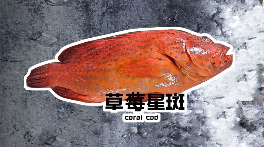 【優質展商】煙臺有個海進出口有限公司——讓野生鮮味直達舌尖！(圖6)