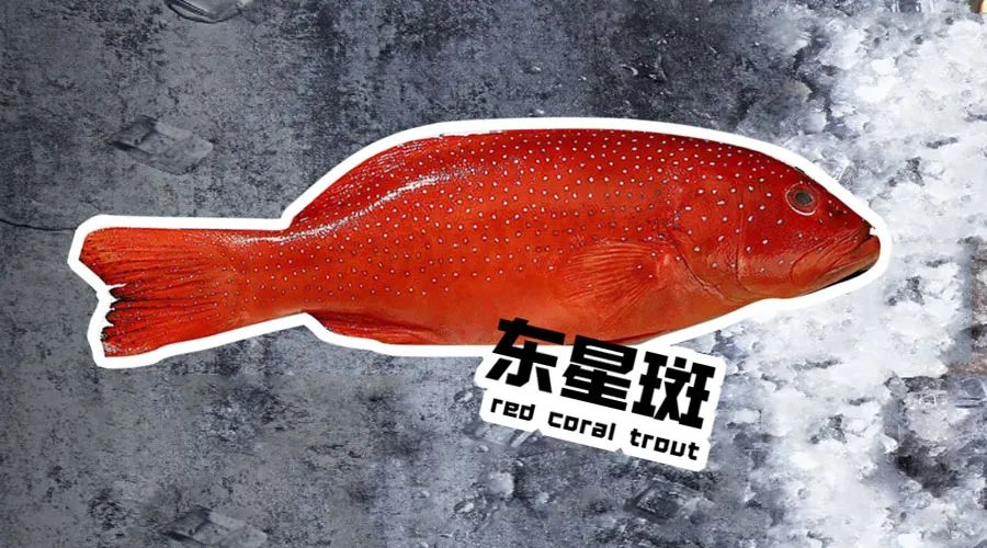 【優質展商】煙臺有個海進出口有限公司——讓野生鮮味直達舌尖！(圖7)