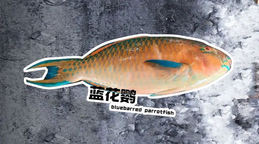 【優質展商】煙臺有個海進出口有限公司——讓野生鮮味直達舌尖！(圖9)