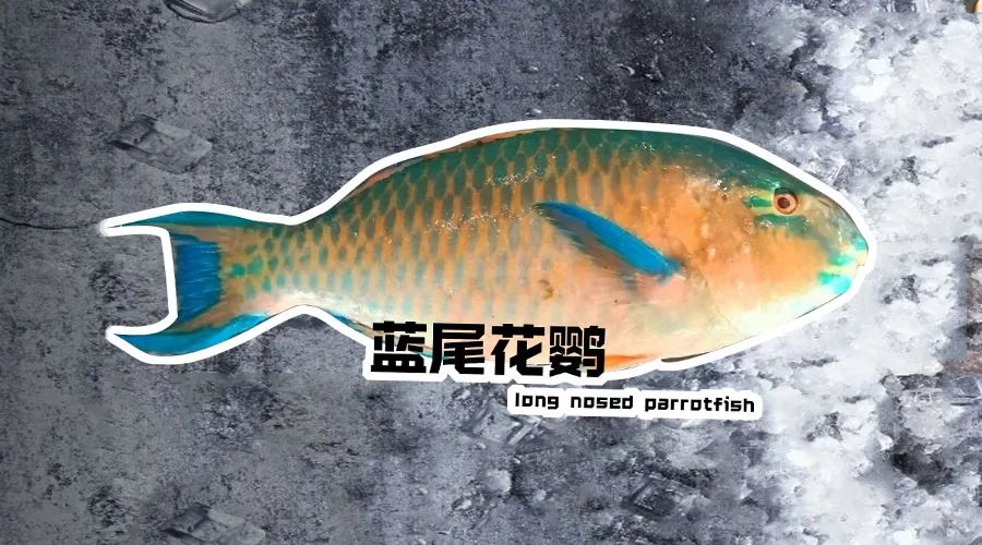 【優質展商】煙臺有個海進出口有限公司——讓野生鮮味直達舌尖！(圖11)