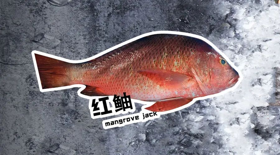 【優質展商】煙臺有個海進出口有限公司——讓野生鮮味直達舌尖！(圖15)