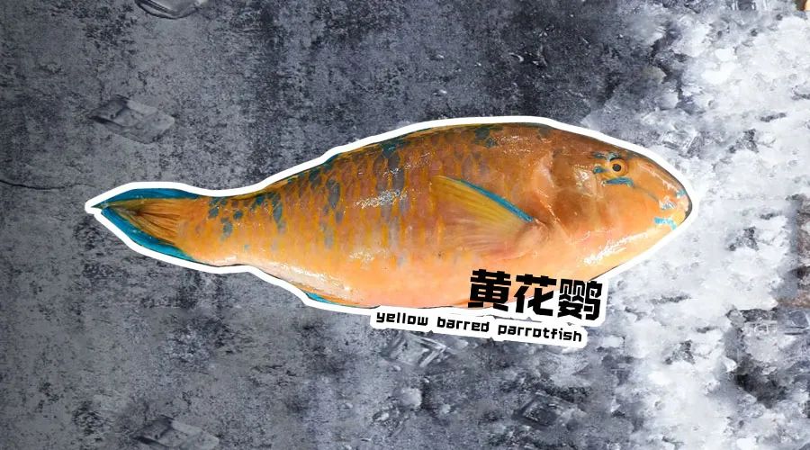 【優質展商】煙臺有個海進出口有限公司——讓野生鮮味直達舌尖！(圖12)