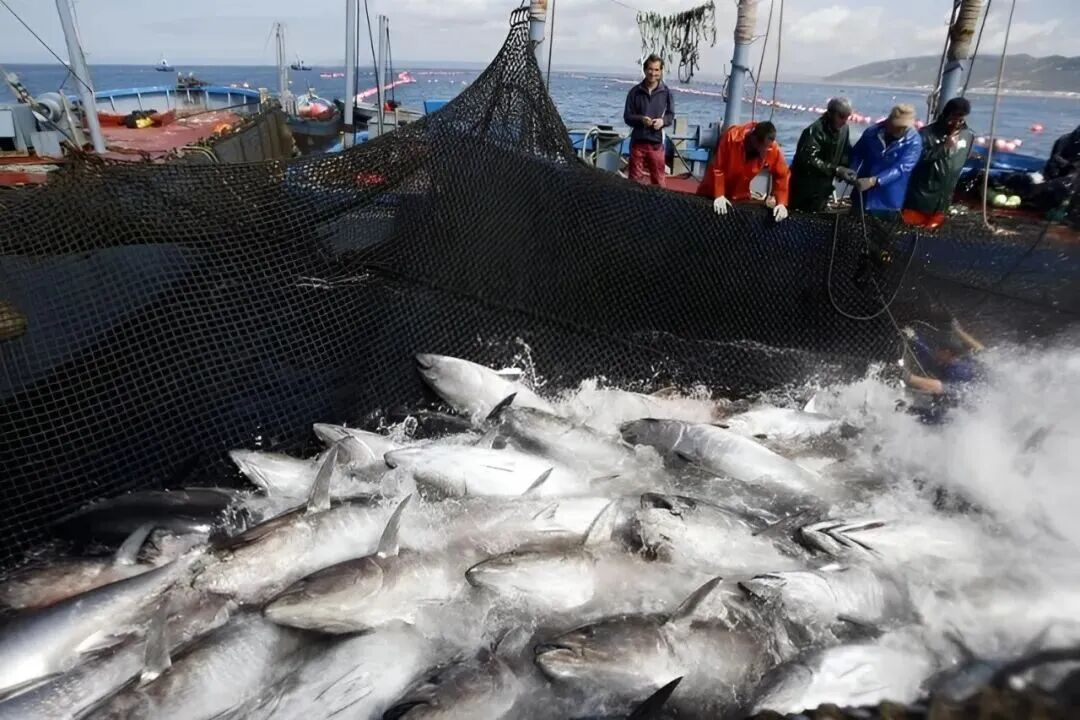 從喂犯人的“垃圾魚”到日本餐桌的奢侈品，金槍魚如何做到身價暴漲？中國年捕30多萬噸又銷售到哪了？(圖1)