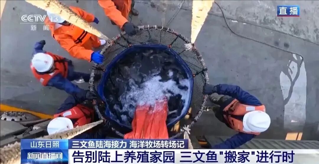 直擊海洋牧場轉(zhuǎn)場 | 我國迎來三文魚陸海接力養(yǎng)殖時代(圖1)