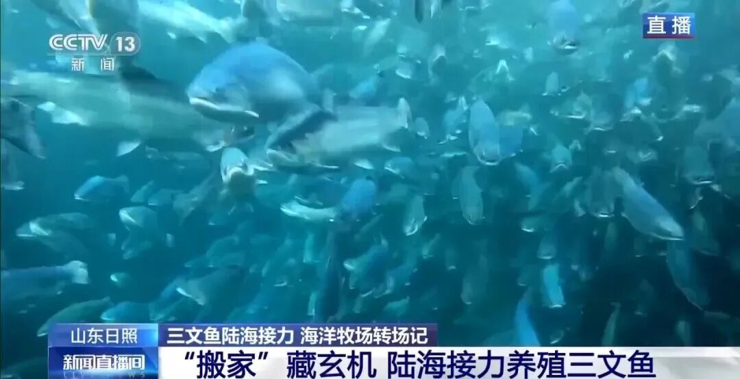 直擊海洋牧場轉(zhuǎn)場 | 我國迎來三文魚陸海接力養(yǎng)殖時代(圖7)