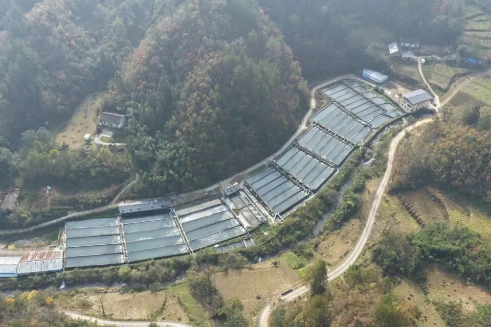 秦嶺深處養出“冷泉三文魚”，商洛探索漁業新路徑(圖1)