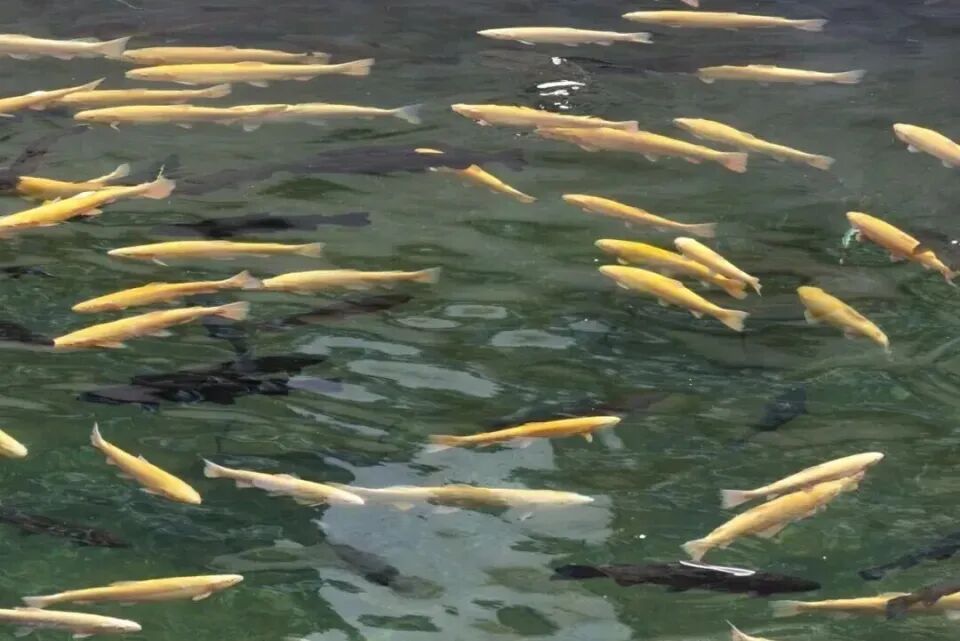 秦嶺深處養出“冷泉三文魚”，商洛探索漁業新路徑(圖2)