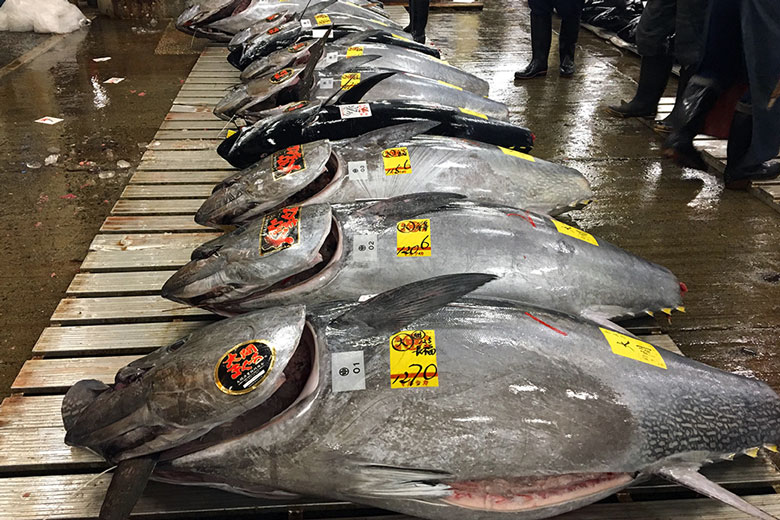 日本金槍魚市場第9周出現(xiàn)分化 冷凍藍(lán)鰭金槍魚價格飆升38%(圖1)