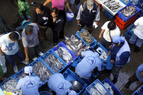 秘魯魷魚價格突然掉頭，阿根廷穩如磐石：中國買家“收手”了？