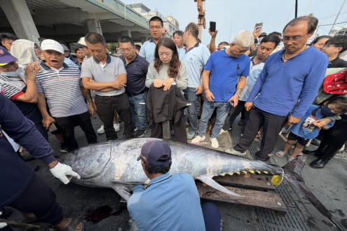 175公斤與276公斤藍鰭金槍魚雙響炮！臺灣屏東、宜蘭同日宣告金槍魚季"戲劇"開幕