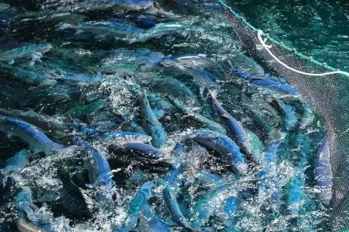 3000尾三文魚！全球首批工船規?；q鱒魚正式上市，國產養殖迎重大突破